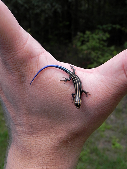 Blue Tail Skink