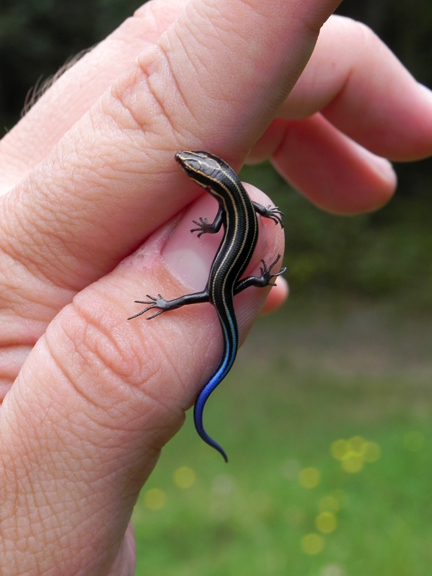 Blue Tail Skink