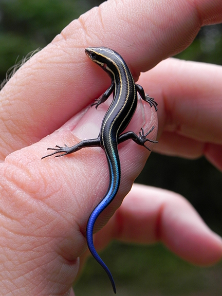 Blue Tail Skink