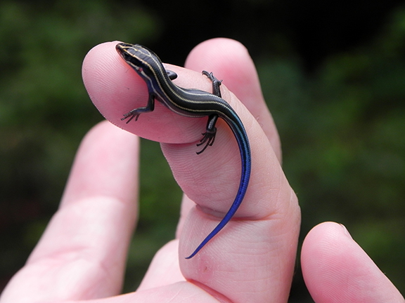 Blue Tail Skink