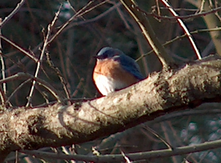 Bluebird