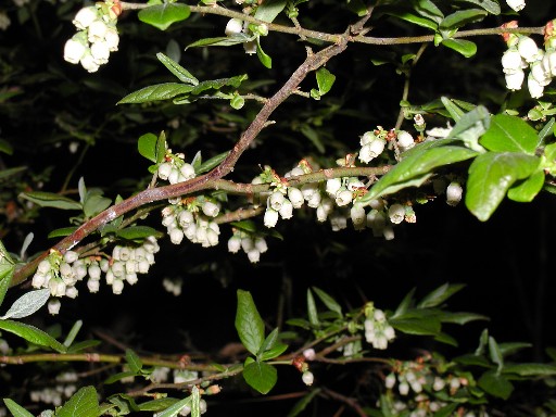 Bluesberry blossoms