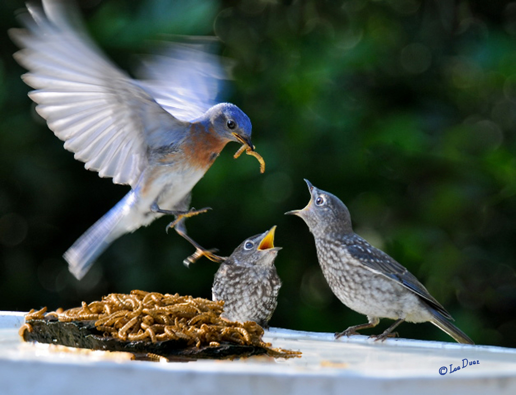 "Bob" feeding chicks