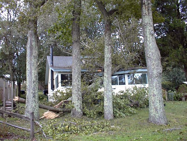 Breezy Point - Tree on House