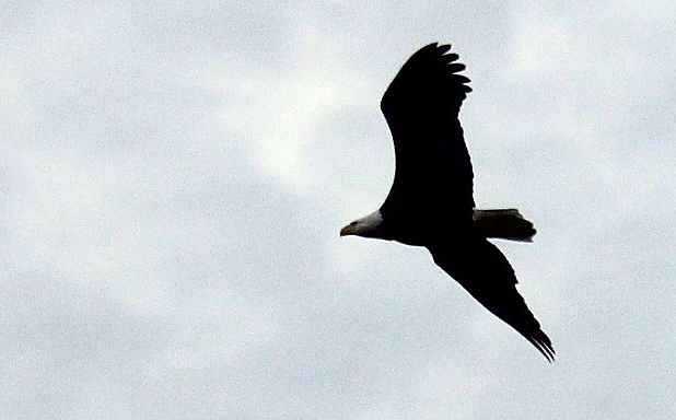 Breton Bay Eagle