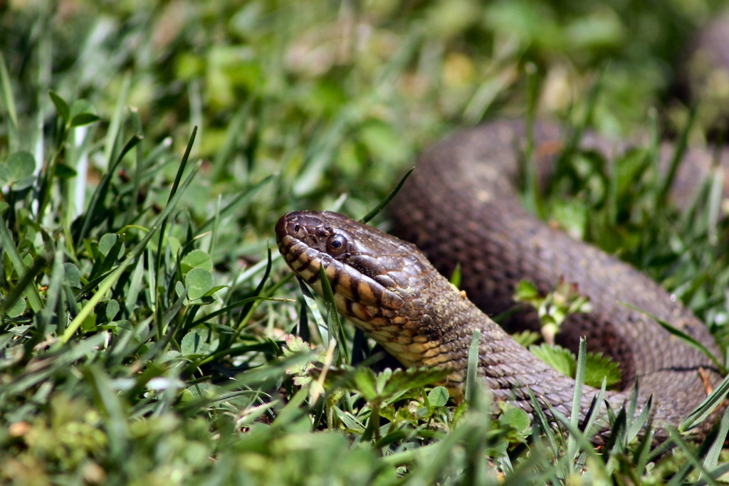 Brookside Snake