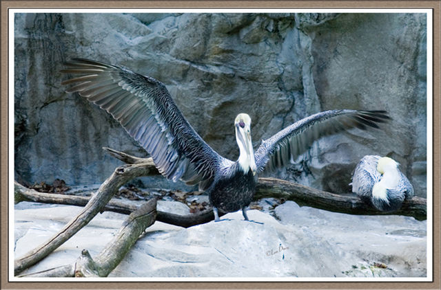 Brown Pelican