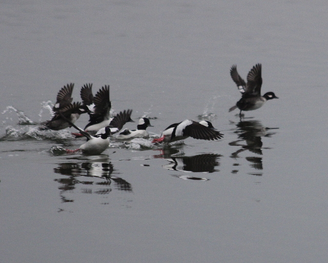 Bufflehead Ducks