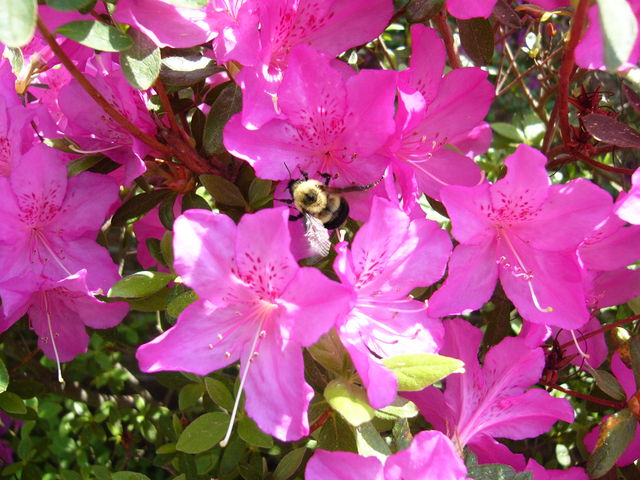 Bumble Bee Likes Azaleas