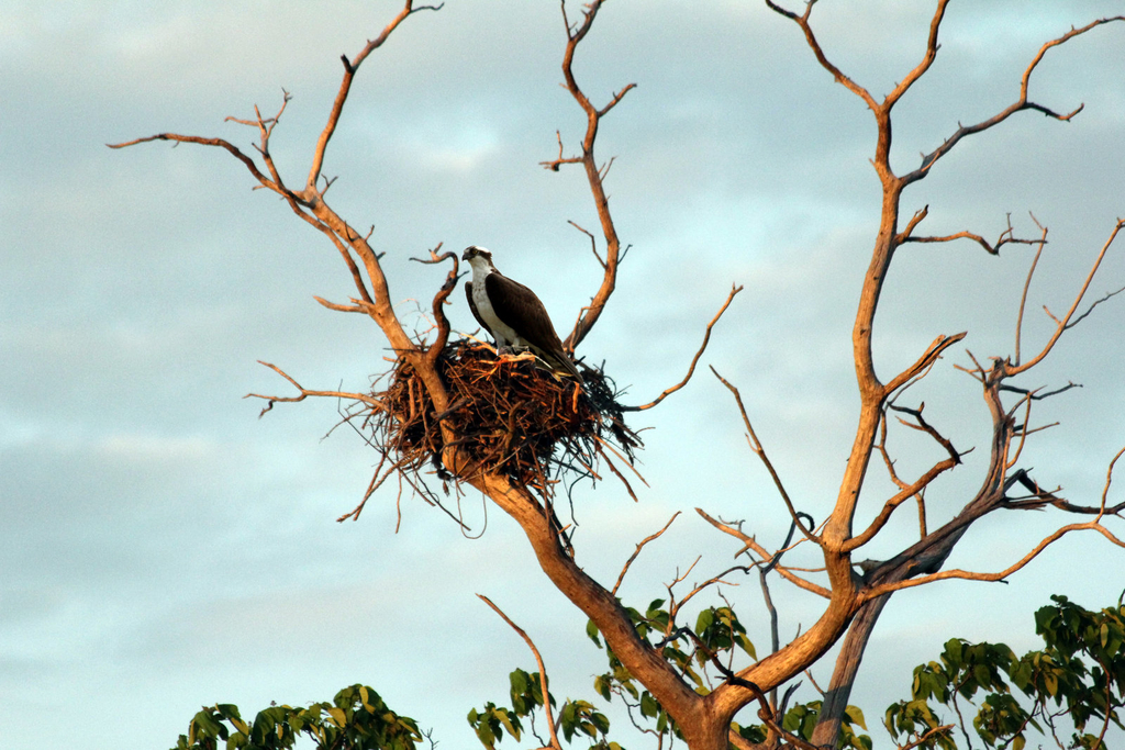 Bushwood Osprey