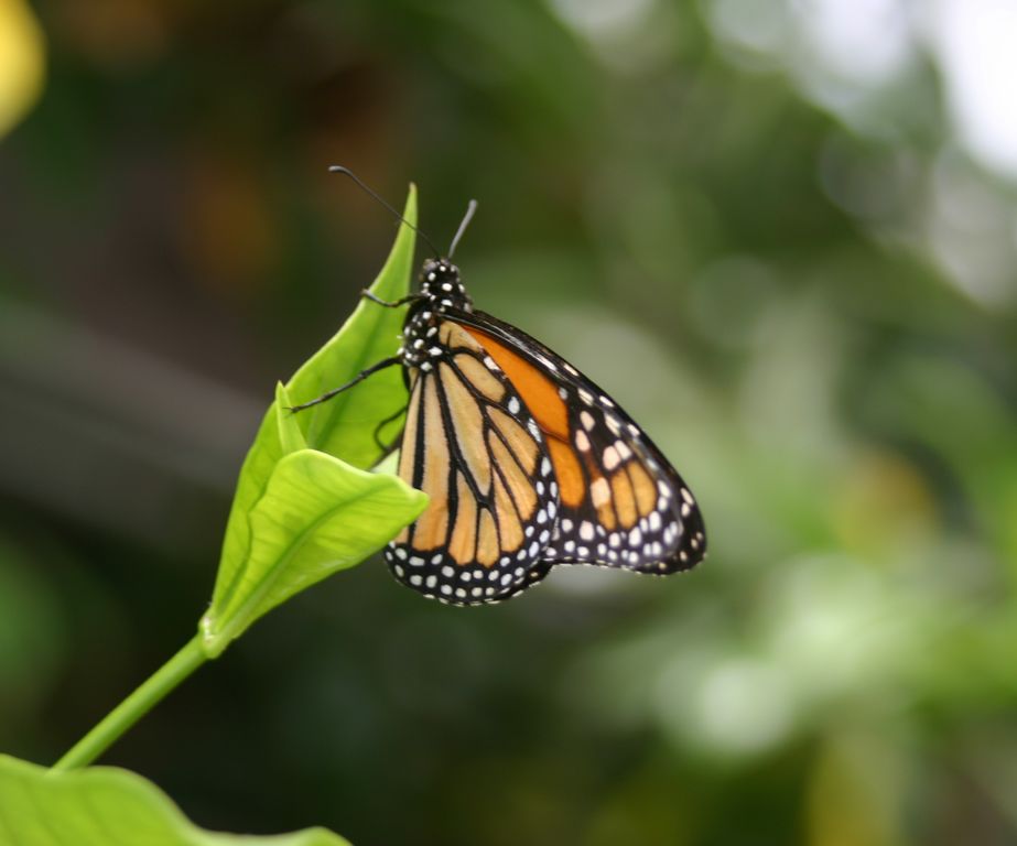 Butterfly 2 @ Brookside Gardens