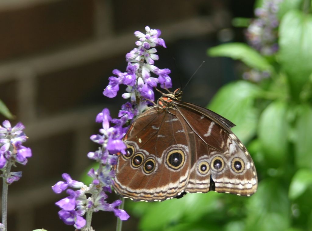 Butterfly 3 @ Brookside gardens