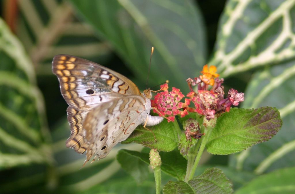 Butterfly 4 @ Brookside gardens