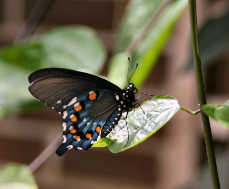 Butterfly 5 @ Brookside Gardens