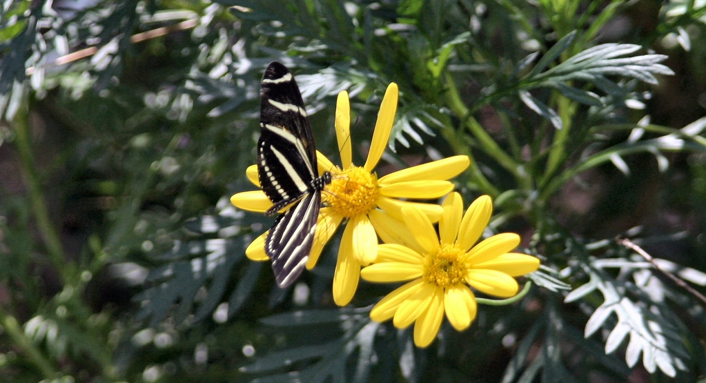 Butterfly at botanical garden 2