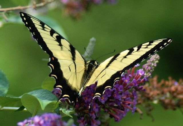 Butterfly Bush