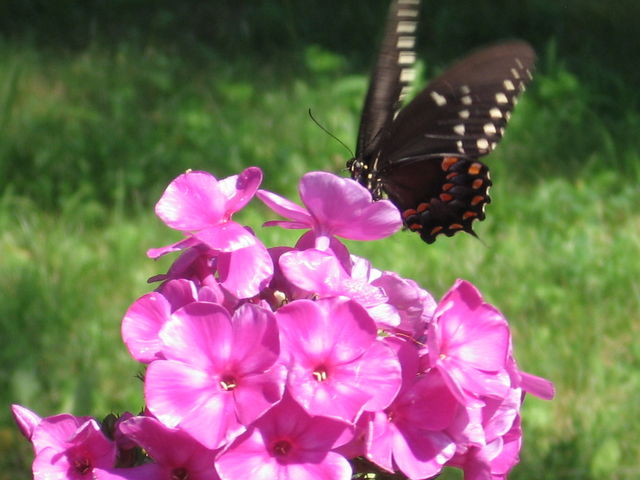 butterfly getting lunch