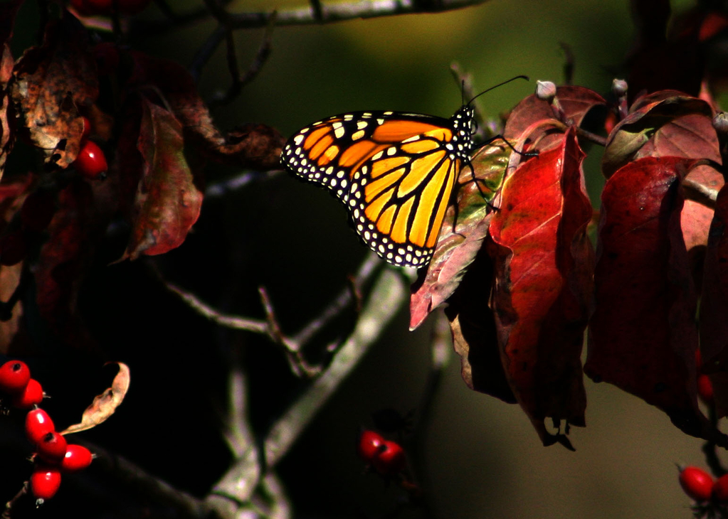 Butterfly in Dogwood