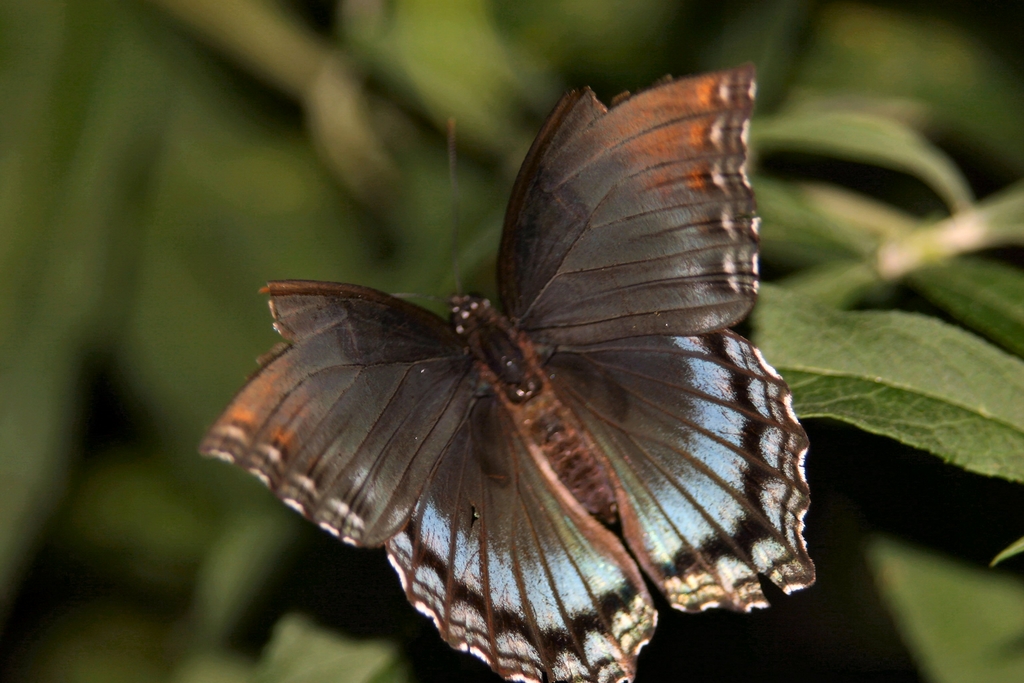 Butterfly in yard