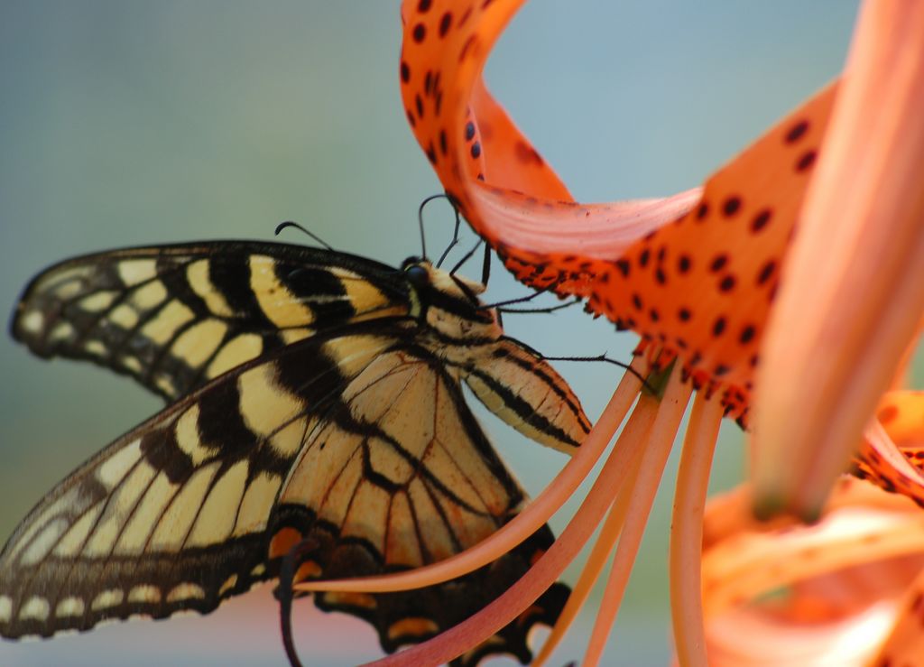 Butterfly_and_Tiger_Lilly