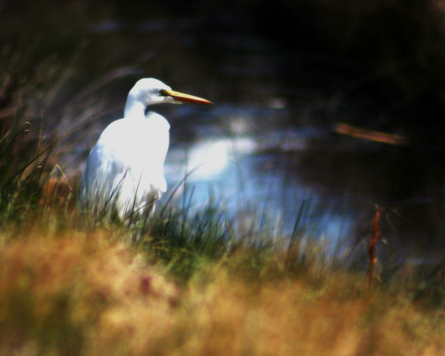 By The Creek