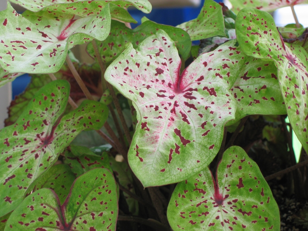 Caladiums