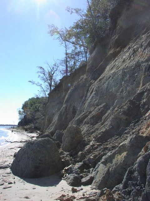 Calvert cliffs