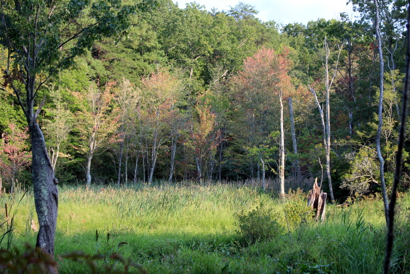 Calvert Cliffs