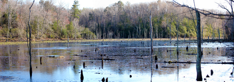 Calvert_Cliffs_Swamp