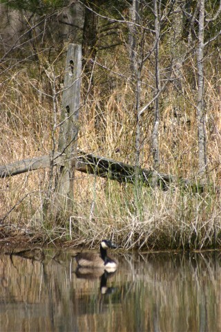 Canada Goose at the Pond