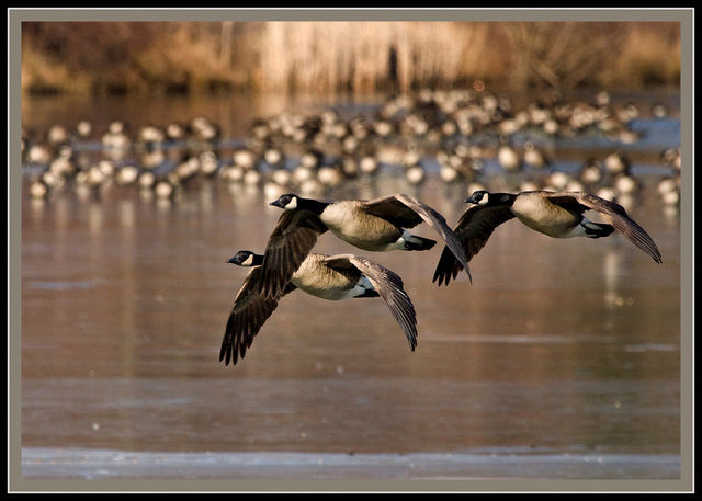 Canadian Geese in Flight