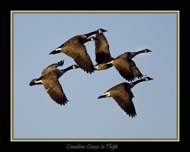 Canadian Geese in Flight