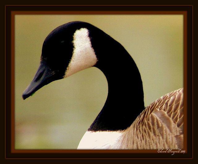 Canadian Geese