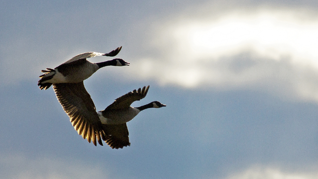 Canadian Geese