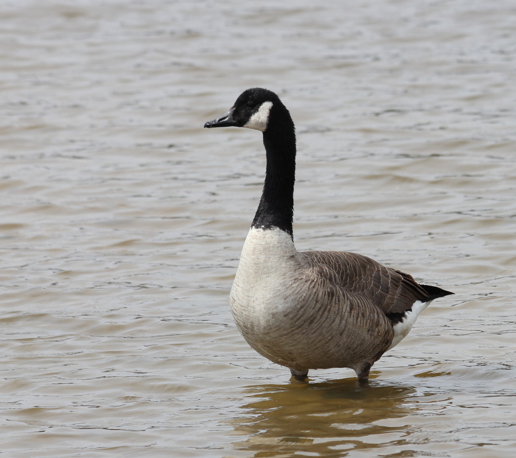 Canadian Geese