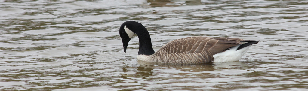 Canadian Geese