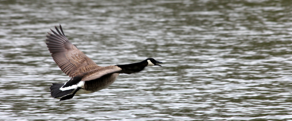 Canadian Geese