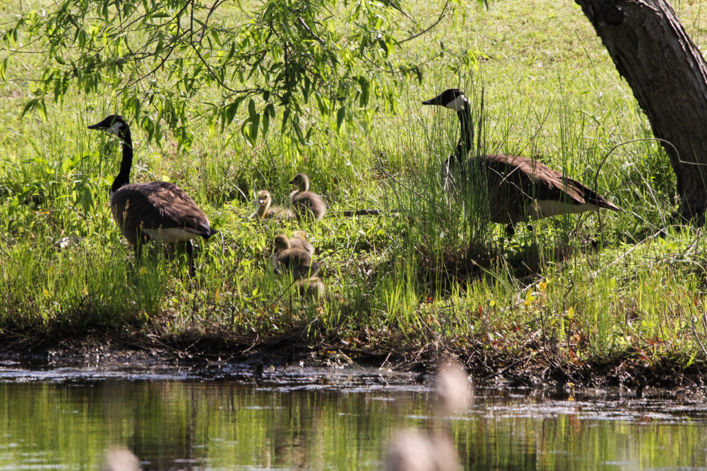 Canadian Geese