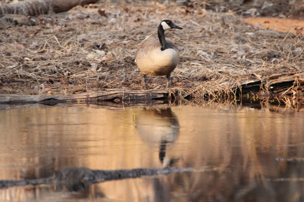 Canadian Goose