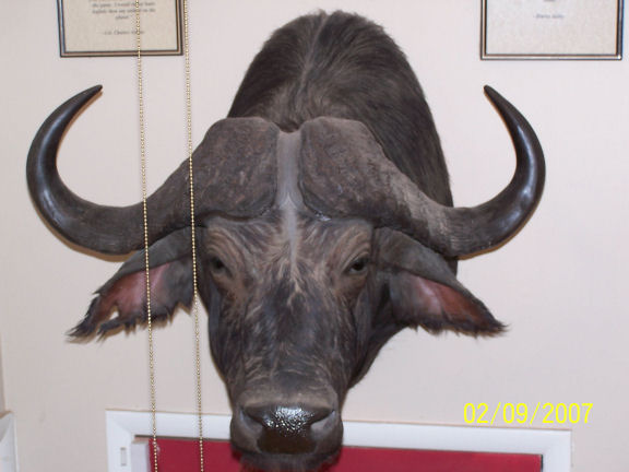 Cape_Buffalo