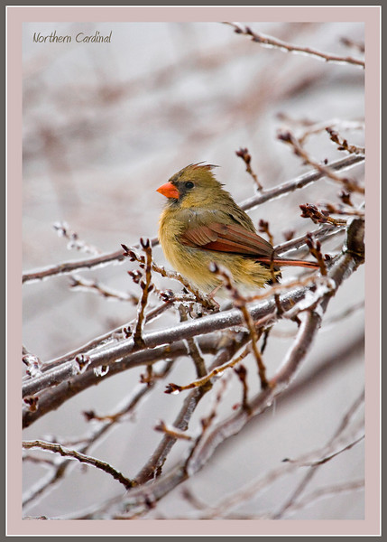 Cardinal on Ice