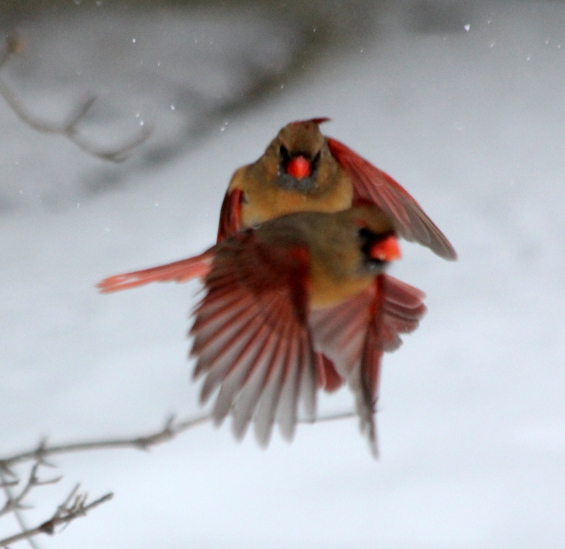 Cardinals