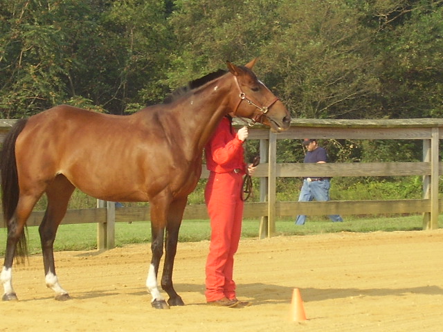 carles county fair 4h horse show 06