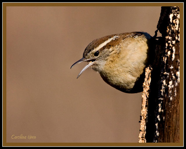 Carolina Wren