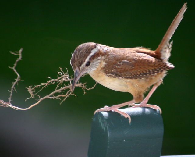 carolina wren