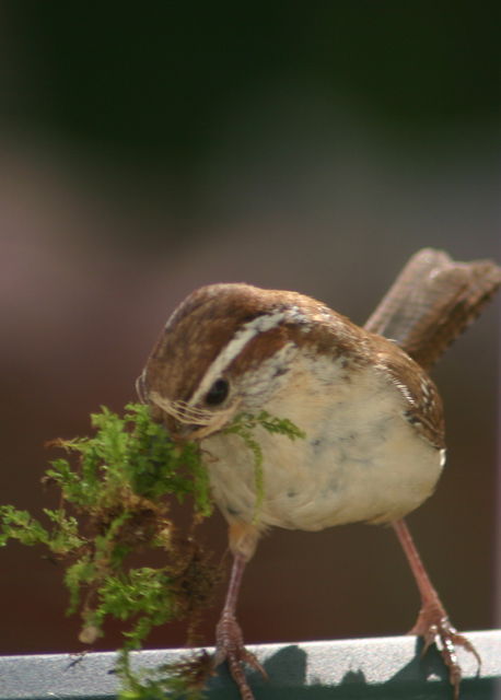 carolina wren