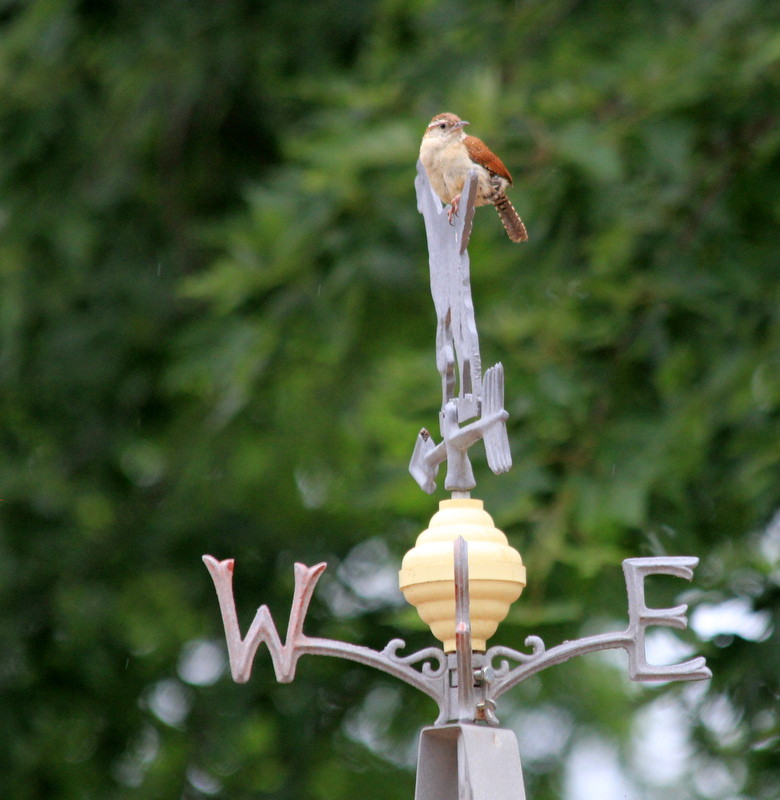 Carolina Wren