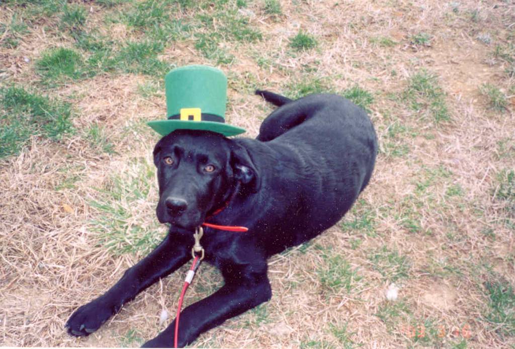 Chance in St. Paddy's Day hat