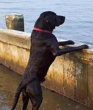 Chance on pier