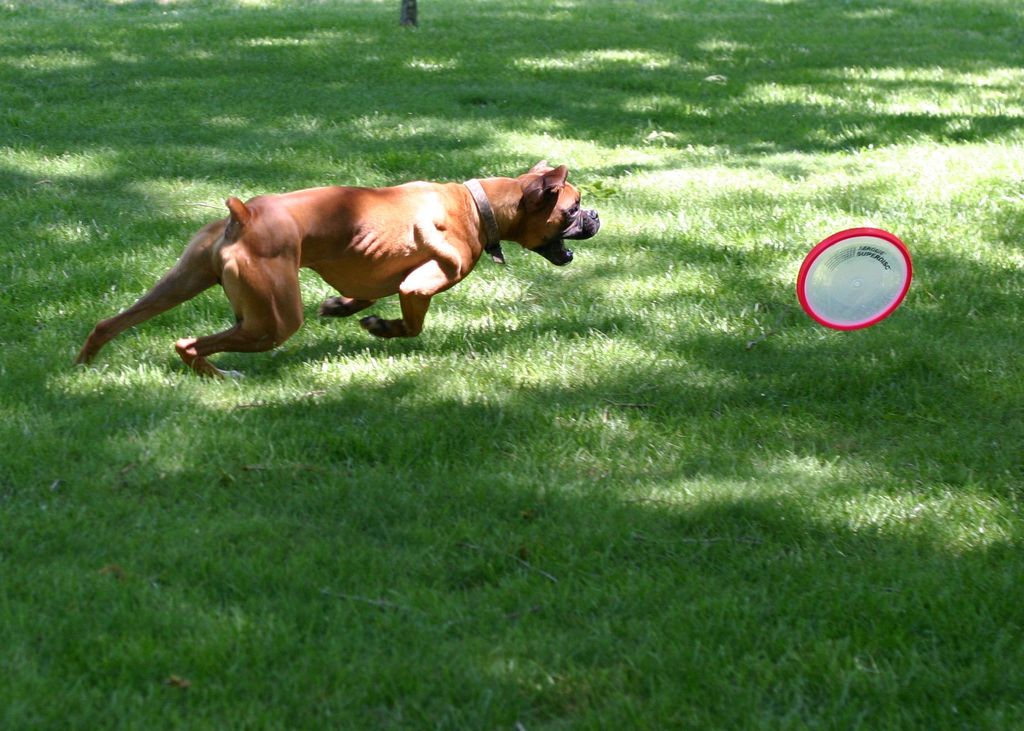 Chasing frisbee